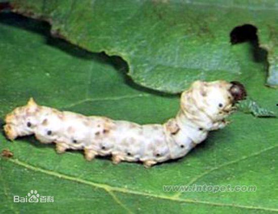 茧图片,探索自然与生命的奇妙之旅